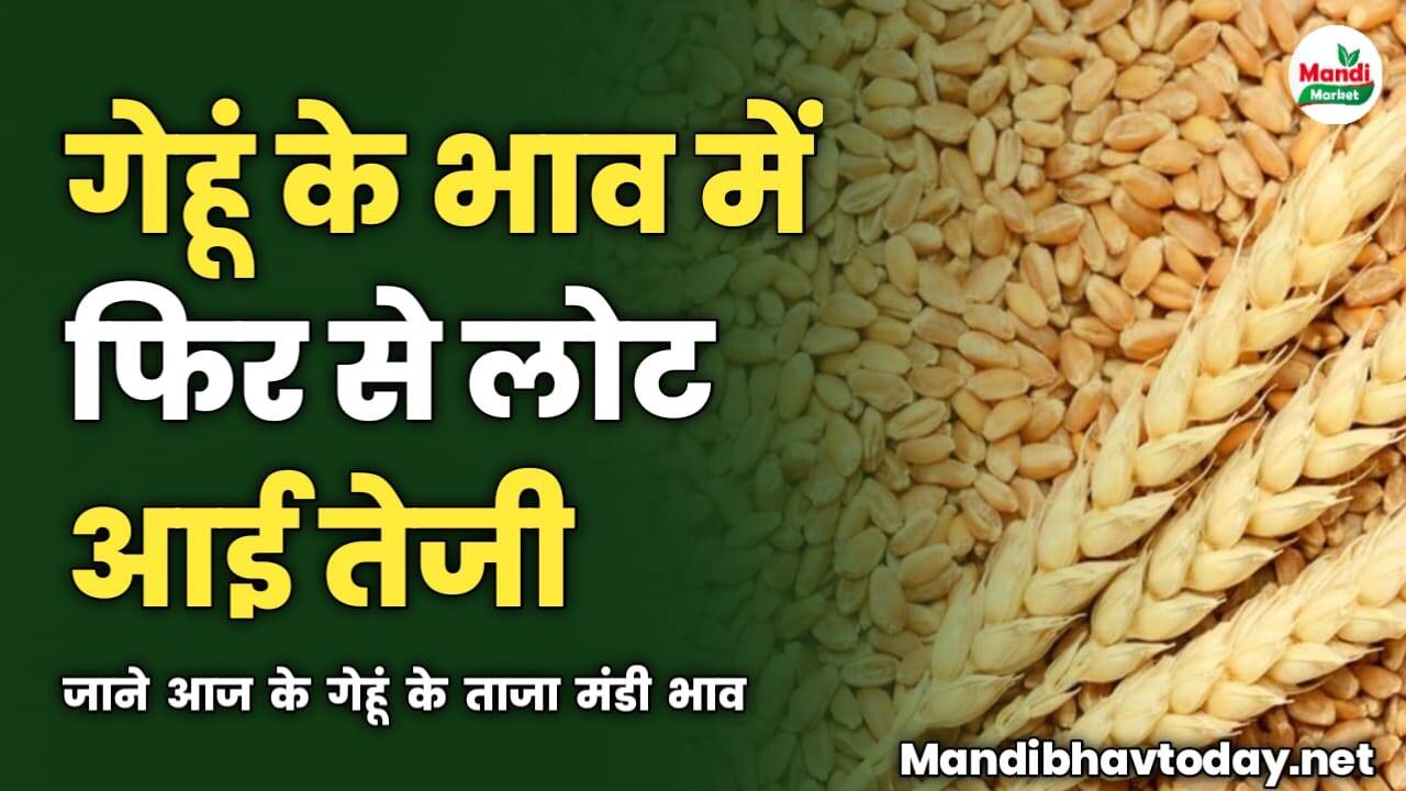 गेहूं के भाव में फिर से लोट आई तेजी | जाने आज के गेहूं के ताजा मंडी भाव