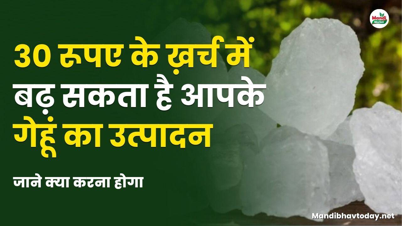 30 रूपए के ख़र्च में बढ़ सकता है आपके गेहूं का उत्पादन | जाने क्या करना होगा