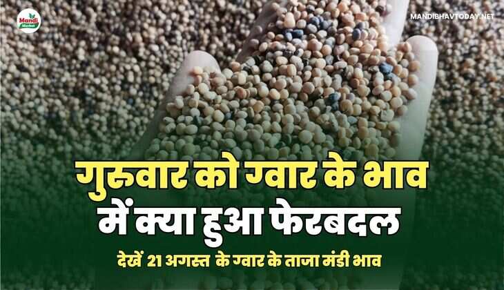 गुरुवार को ग्वार के भाव में क्या हुआ फेरबदल | देखें 21 अगस्त के ग्वार के ताजा मंडी भाव तेजी मंदी के साथ 