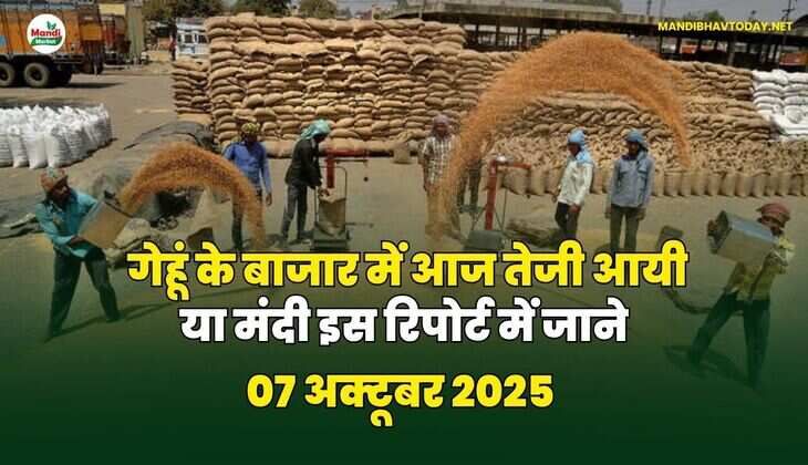 गेहूं के बाजार में आज तेजी आयी या मंदी | इस रिपोर्ट में जाने