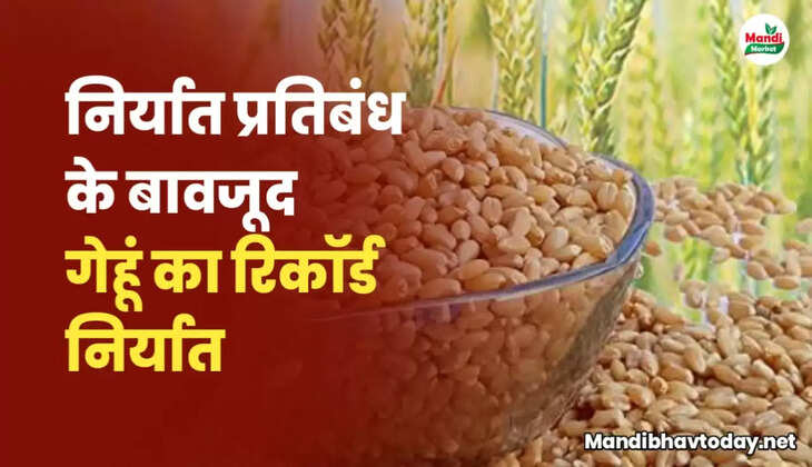 निर्यात प्रतिबंध के बावजूद गेहूं निर्यात का बनाया रिकार्ड | अब 2 रुपये किलो गेहूं बेचेगी सरकार 