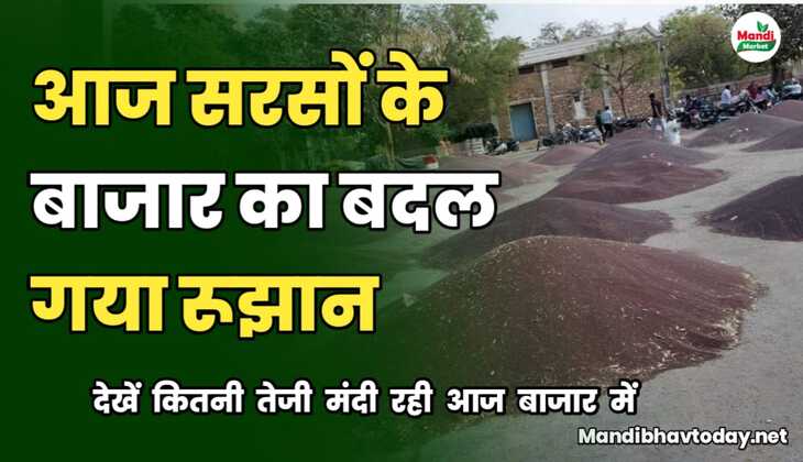 सरसों के बाजार की आज क्या रही दिशा दशा | देखें सरसों के ताजा भाव और तेजी मंदी रिपोर्ट 