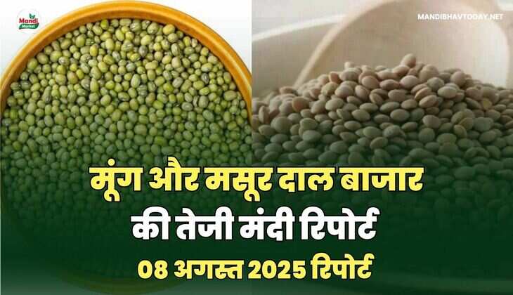 मोंग मसूर 