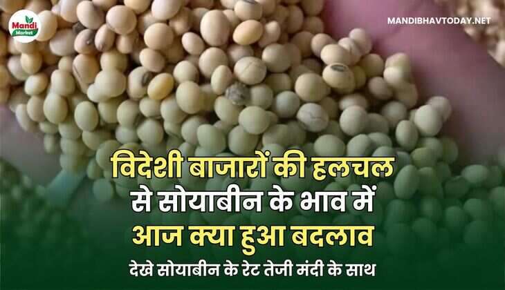 विदेशी बाजारों की हलचल से सोयाबीन के भाव में आज क्या हुआ बदलाव | देखे सोयाबीन के रेट तेजी मंदी के साथ