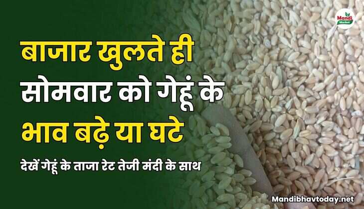 बाजार खुलते ही सोमवार को गेहूं के भाव बढ़े या घटे | देखें गेहूं के ताजा रेट तेजी मंदी के साथ