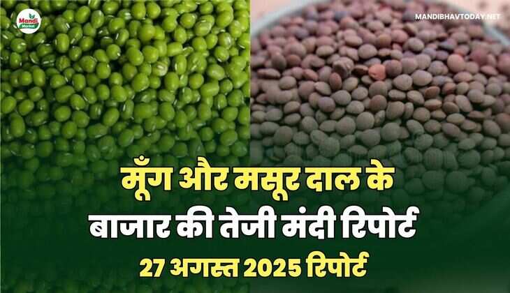 मूँग और मसूर दाल की तेजी मंदी रिपोर्ट -27  अगस्त 2025