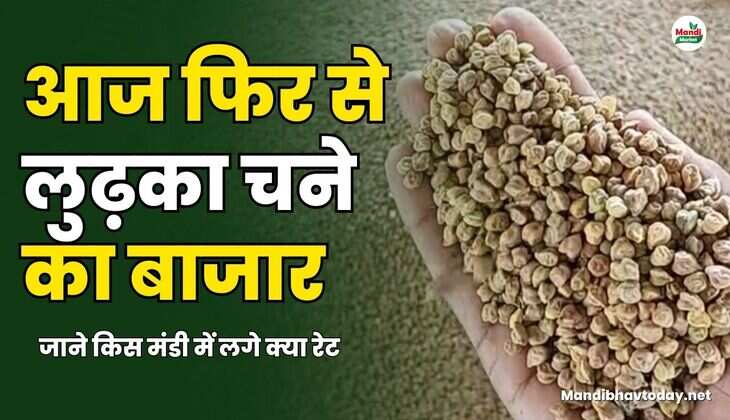 आज फिर से लुढ़का चने का बाजार |  जाने किस मंडी में लगे क्या रेट