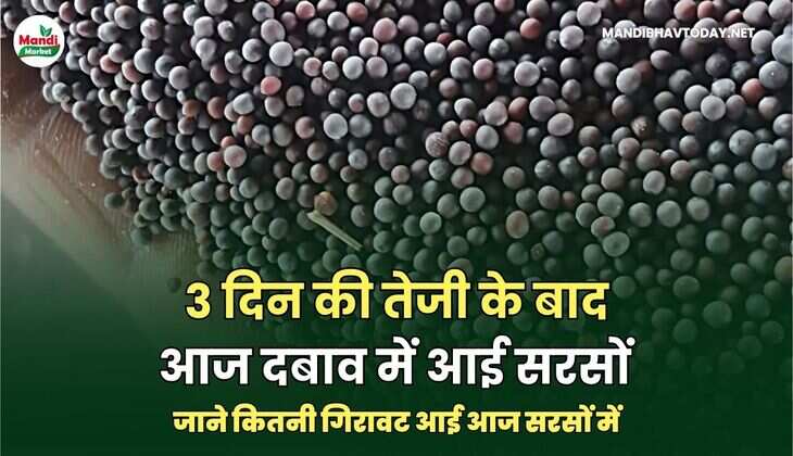 3 दिन की तेजी के बाद आज दबाव में आई सरसों | जाने कितनी गिरावट आई आज सरसों में