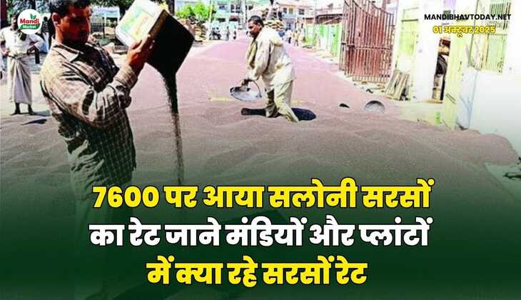 7600 पर आया सलोनी सरसों का रेट | जाने मंडियों और प्लांटों में क्या रहे सरसों रेट