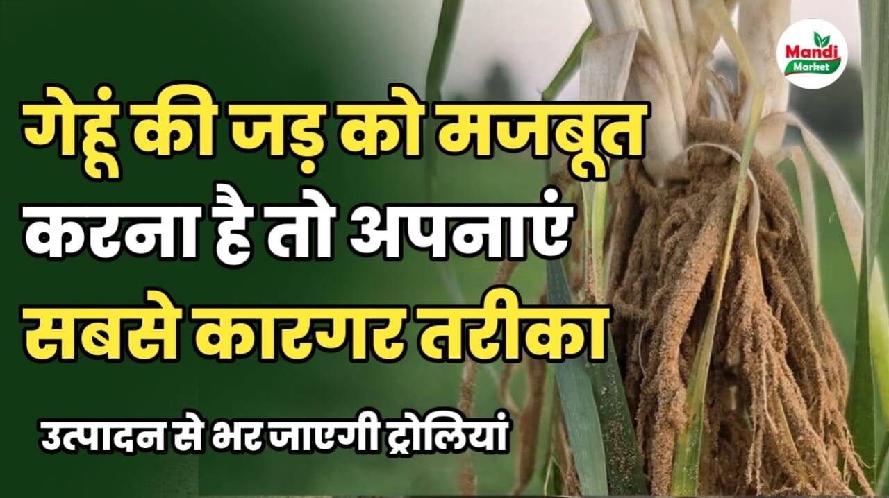 गेहूं की जड़ को मजबूत करने का कारगर तरीका मिल गया है फटाफट जाने