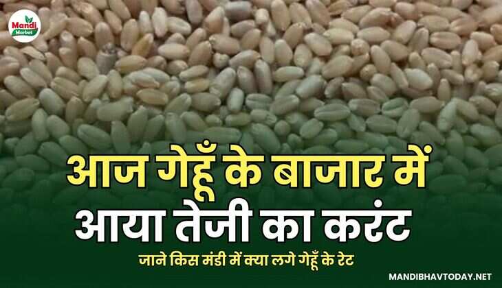 आज गेहूँ के बाजार में आया तेजी का करंट | जाने किस मंडी में क्या लगे गेहूँ के रेट