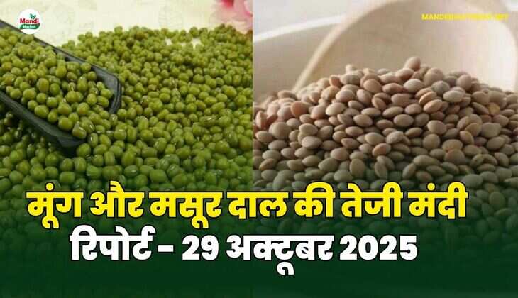 मूँग और मसूर दाल की तेजी मंदी रिपोर्ट - 29 अक्टूबर 2025 