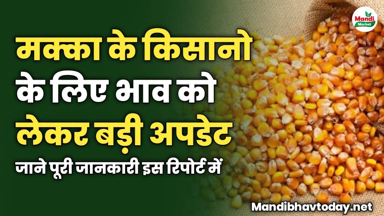 मक्का के किसानो के लिए भाव को लेकर बड़ी अपडेट | जाने पूरी जानकारी इस रिपोर्ट में 