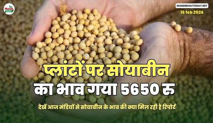 प्लांटों पर सोयाबीन का भाव गया 5650 रु | देखें आज मंडियों से सोयाबीन के भाव की क्या मिल रही है रिपोर्ट 