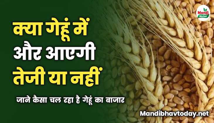 क्या गेहूं में और आएगी तेजी या नहीं | जाने कैसा चल रहा है गेहूं का बाजार