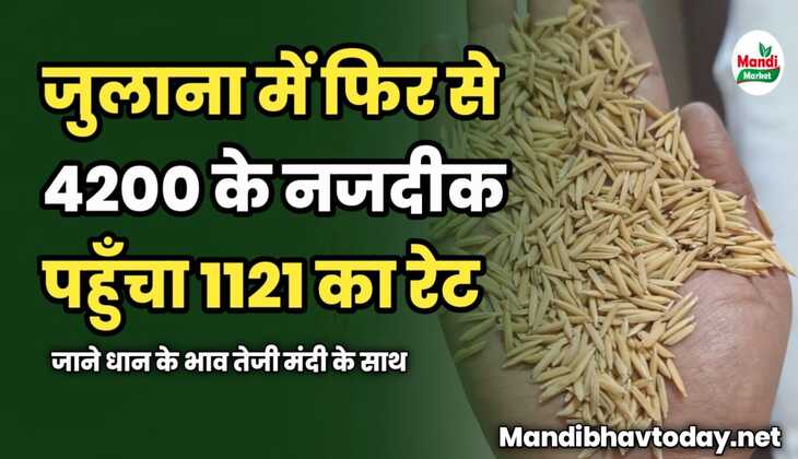जुलाना में फिर से 4200 के नजदीक पहुँचा 1121 का रेट | जाने धान के भाव तेजी मंदी के साथ