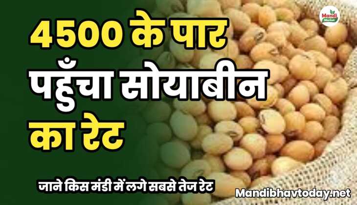 4500 के पार पहुँचा सोयाबीन का रेट | जाने किस मंडी में लगे सबसे तेज रेट 