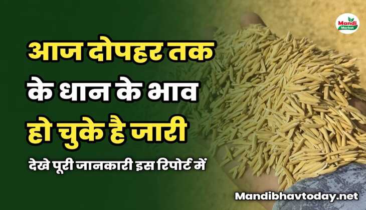 आज दोपहर तक के धान के भाव हो चुके है जारी | देखे पूरी जानकारी इस रिपोर्ट में 