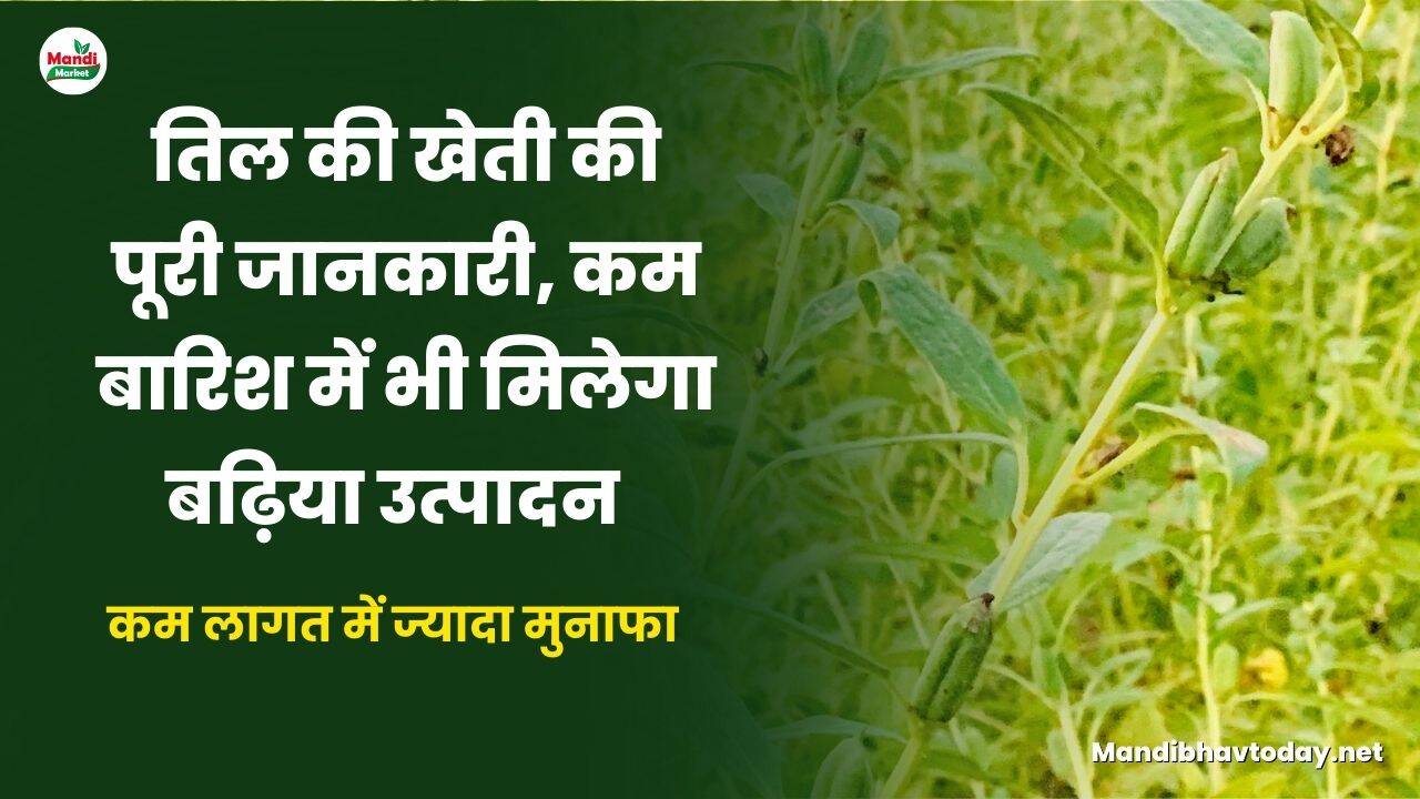 तिल की खेती की पूरी जानकारी, कम बारिश में भी मिलेगा बढ़िया उत्पादन | कम लागत में ज्यादा मुनाफा