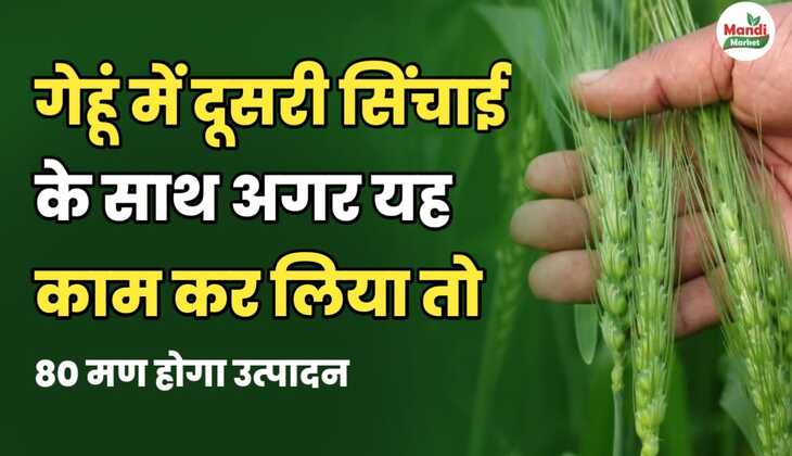 गेहूं में दूसरी सिंचाई के साथ अगर यह काम कर लिया तो, 40 मण होगा उत्पाद