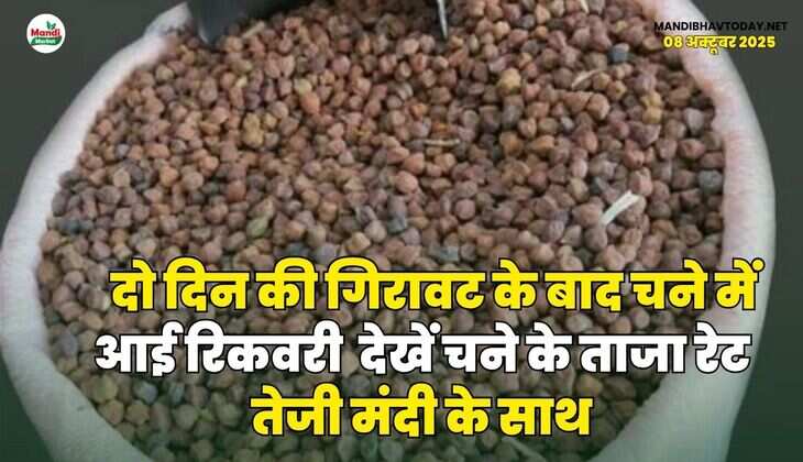 दो दिन की गिरावट के बाद चने में आई रिकवरी | देखें चने के ताजा रेट तेजी मंदी के साथ