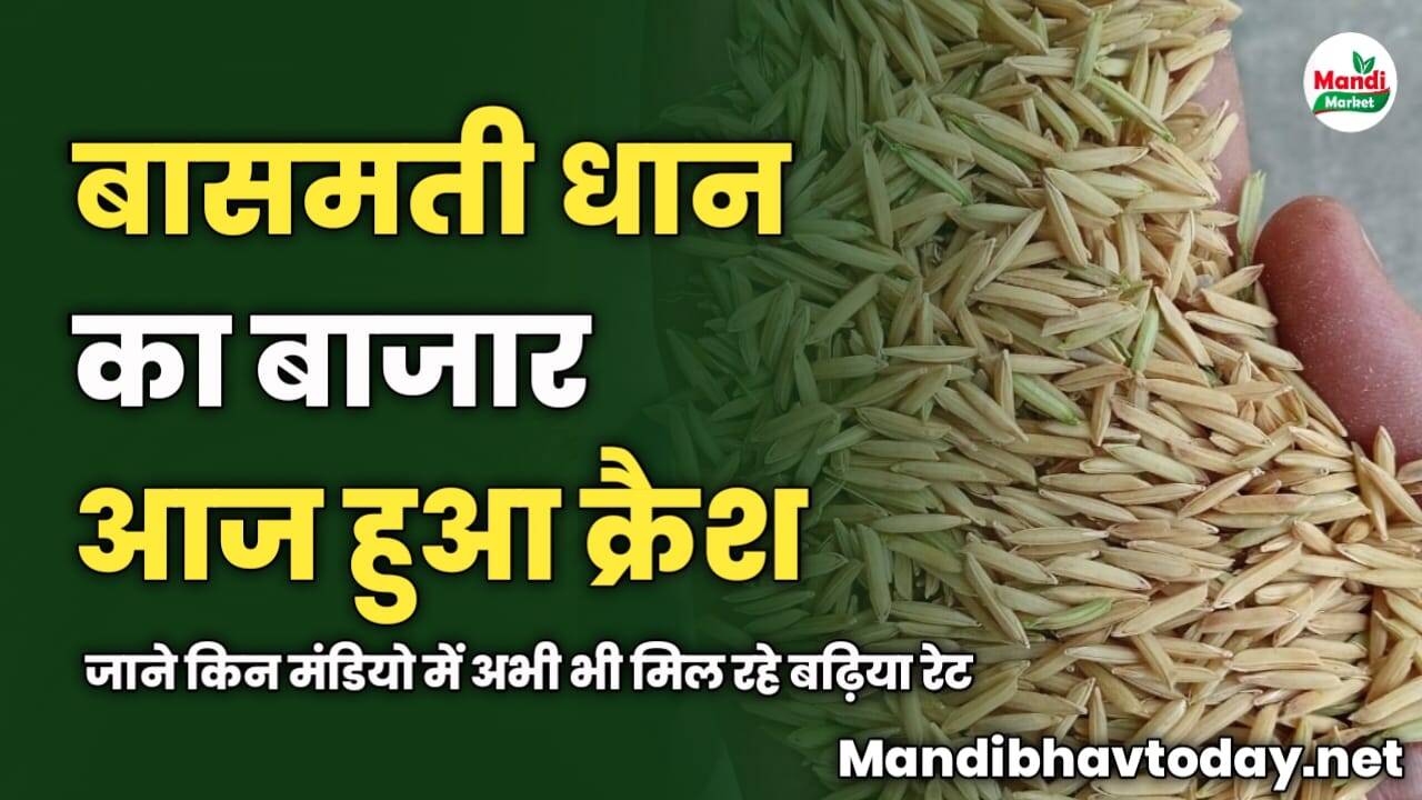 आज बासमती धान का बाजार हुआ क्रैश | जाने किन मंडियो में अभी भी मिल रहे बढ़िया रेट
