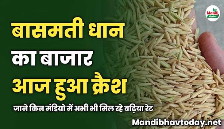आज बासमती धान का बाजार हुआ क्रैश | जाने किन मंडियो में अभी भी मिल रहे बढ़िया रेट