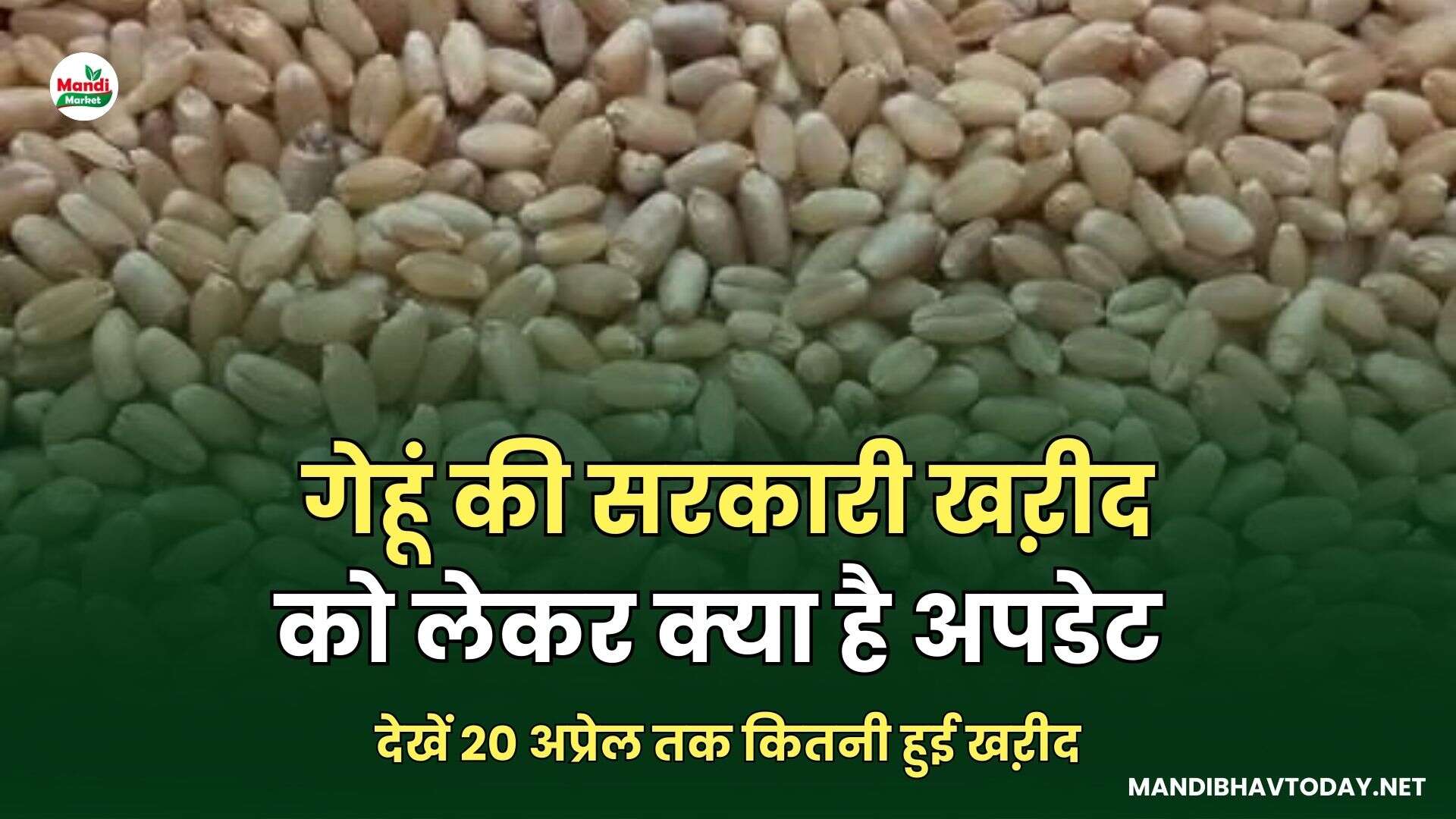 गेहूं की सरकारी खऱीद को लेकर क्या है अपडेट | देखें 20 अप्रेल तक कितनी हुई खऱीद