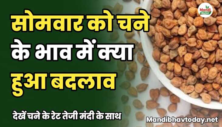 सोमवार को चने के भाव में क्या हुआ बदलाव | देखें चने के रेट तेजी मंदी के साथ chane ke taja mandi bhav 6 january 2025