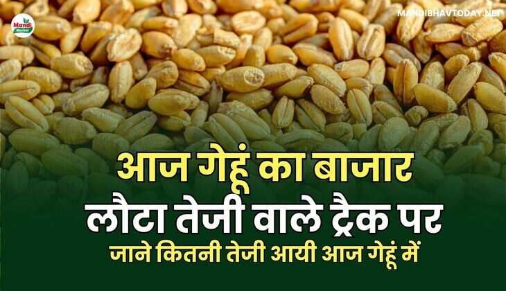गेहूं का बाजार लौटा तेजी वाले ट्रैक पर | जाने कितनी तेजी आयी आज गेहूं में