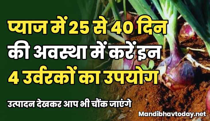 प्याज में 25 से 40 दिन की अवस्था में करें इन 4 उर्वरकों का उपयोग, उत्पादन देखकर चौंक जाएंगे।