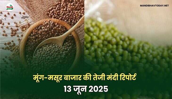 मूंग-मसूर बाजार की तेजी मंदी रिपोर्ट -13 जून 2025 