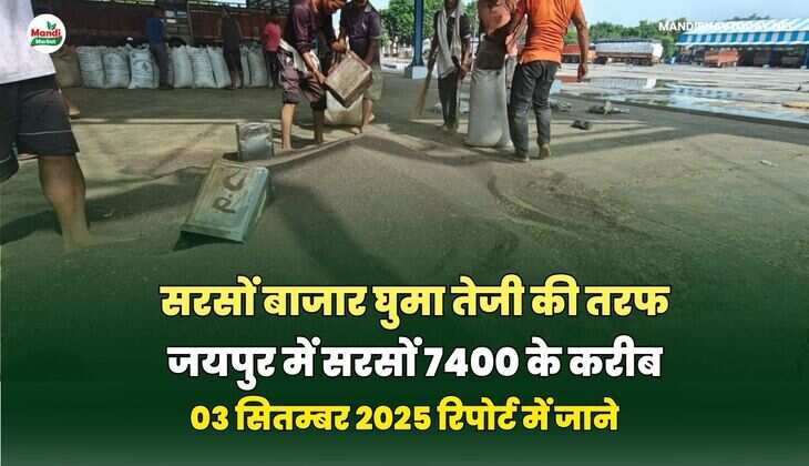 सरसों बाजार घुमा तेजी की तरफ जयपुर में सरसों 7400 के करीब