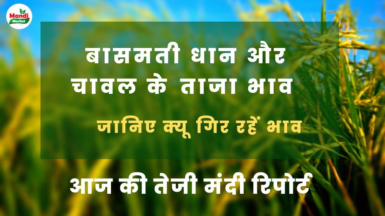 Basmati Rice Rate Today 08 Sep 22 basmati-rice-rate-today-08-sep-22